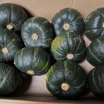 北海道産坊ちゃんかぼちゃ11玉 ｜ 野菜/かぼちゃ 産直アウル 農家