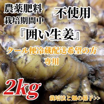 囲い生姜 農薬肥料栽培期間中不使用 露地栽培 熊本県産　クール便冷蔵配送 2kg箱込み 野菜/薬味通販