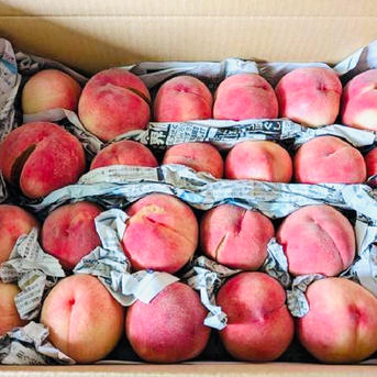 加工用 桃 あかつき 約10kg (5kg×2箱) ｜ 果物/もも 産直アウル 農家