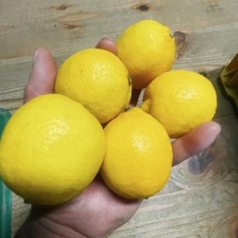 ご要望にお応えして♪丸ごと🍋瀬戸内露地イエローレモン約2㎏  コロ丸登場！ 約2㎏ 果物/香酸柑橘(ライム・レモン等)通販