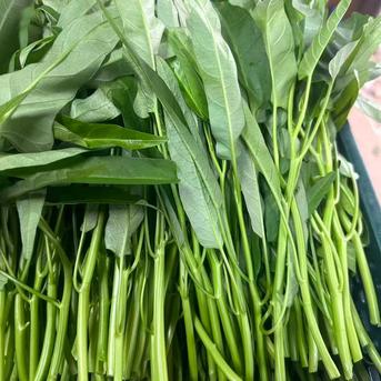 新鮮 空芯菜5キロ 水耕栽培】夏限定 シャキシャキ空心菜 エンサイ 5kg ｜ 野菜/葉物 産直