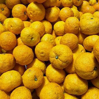 オーガニック柚子 | 果物/香酸柑橘(ライム・レモン等) 産直アウル 農家