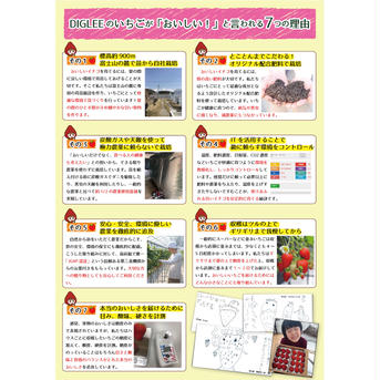 【数量限定】加工用いちごばら詰　4kg入(千葉県南房総市産) 4kg 果物/いちご通販