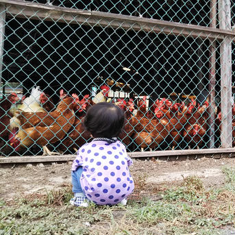 【酵母・平飼い卵30個】酵母を与えて育った平飼いたまご（元気たまご）30個 30個（10個入り紙パック3つ）重量目安1.6-1.8kg 卵/鶏卵通販