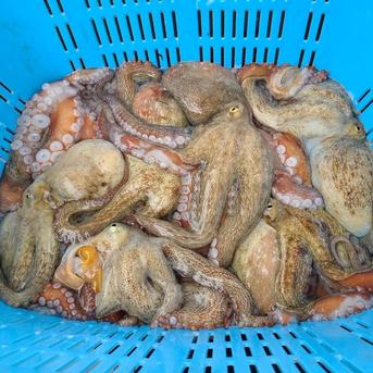 国産 真タコ（まだこ/たこ）冷凍 10kg ブロック凍結 瀬戸内産　1ｋｇアップサイズ　瀬戸内海 韓国料理 ナッチポックン 小ダコ 釣り餌 冷凍 10kg ブロック 魚介類/タコ通販