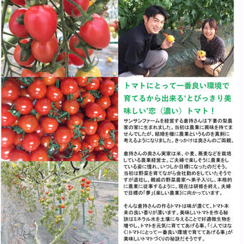 《10品種》SUN SUNトマトの宝石箱 1kg 野菜/トマト通販