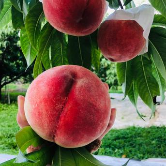 🍑お中元ギフト🍑【白桃熟桃】産直累計20,000件注文桃【2025年7月上旬贈答用クール便予約】超希少な『幻の爛熟』シーズンで滅多に出ない最高ランク極限ギリギリまで熟した贈答用約1.5kg『朝採れ』【旬祭限定】 爛熟桃 贈答用1.5kg 果物/もも通販