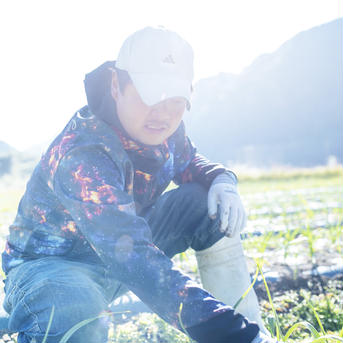 熊野の山々に囲まれ、清流古座川に育まれた土地で作る［農薬不使用・化学肥料不使用］のにんにく 500g（10球前後）、MサイズLサイズをミックスさせてお送りさせていただきます。 野菜/にんにく通販