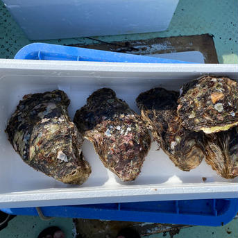 【天然】岩牡蠣　和歌山産　超特大サイズ 超特大4個 魚介類/牡蠣通販