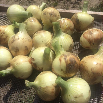 [農薬　化学肥料不使用]淡路島玉ねぎ 5kg 野菜/玉ねぎ通販