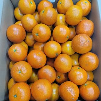 訳あり】屋久島名産たんかん10キロ | 果物/オレンジ・その他みかん