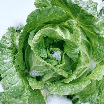 雪の中で育ちました。「雪中白菜」6玉 ｜ 野菜/白菜 産直アウル 農家