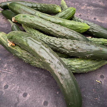 無農薬栽培 きゅうり （無農薬キュウリ）Cucumber 訳あり6本 無農薬きゅうり　6本 野菜/きゅうり通販