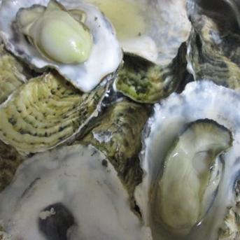 【10％OFF設定中】加熱用牡蠣　１０ｋｇ生牡蠣 宮城県産 殻付き 牡蠣 殻付き 牡蠣 殻付 カキ 加熱調理用 10kg 魚介類/牡蠣通販