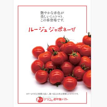 ルージュジャポネーゼ　カラーミニトマト　1kg 1kg 野菜/トマト通販