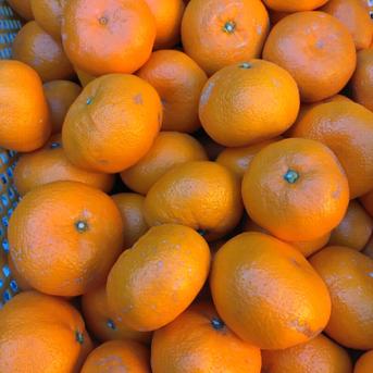 安間農園の三岳みかん🍊【🉐大玉】 10kg 果物/温州みかん通販