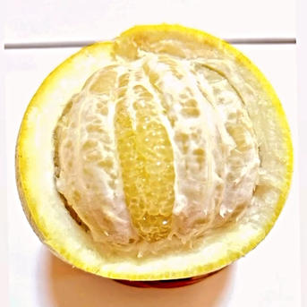 パール柑】20箱限定※完全無農薬栽培《大玉•中玉混合、5kg内》 ｜ 果物