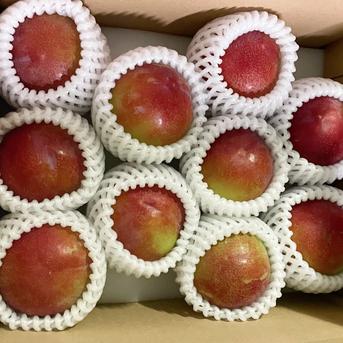 すもも・サマーエンジェル｜甘酸っぱい濃厚な味わい栽培者イチオシの
