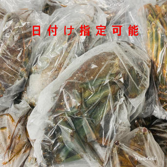 訳あり　加熱用　冷凍伊勢海老　大1キロ（2〜3匹） 冷凍伊勢海老　大1キロ（2〜3匹） 魚介類/エビ通販