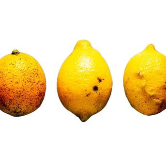 広島県産 瀬戸田レモン 2㎏ C品（訳あり） 有機JAS法準拠栽培 | 果物