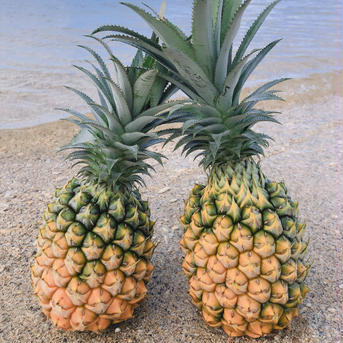屋我地島の完熟スナックパイン🍍 3玉(1玉700g〜900g) 果物/パイナップル通販
