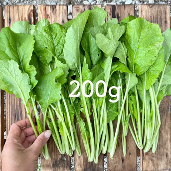 お試し[間引き菜です]若い野沢菜｜浅漬けでサラダ感覚！和え物、汁物など多彩に！ 間引き野沢菜お試し1kg(5束分) 野菜/葉物通販