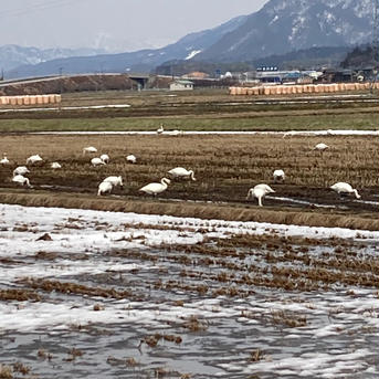 【お試し】一等米！新米 甘くて美味しい！ 新潟県産コシヒカリ　減農薬の特別栽培米🌾 玄米2kg 米・穀物/玄米通販