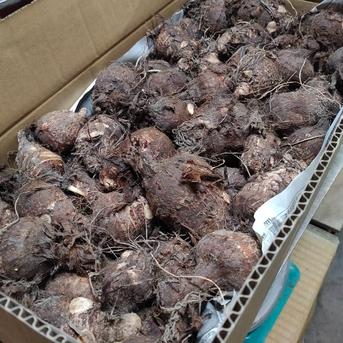 鳥取県産】ねっとり濃厚 黄金里芋 親芋 10kg ｜ 野菜/里いも 産直