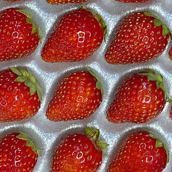 夏秋イチゴ【サマーティアラ】35玉(約300g)×2トレー1箱 約600g 果物/いちご通販
