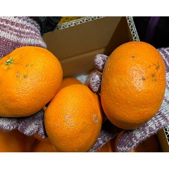 ☆木下さんちの甘平☆家庭用箱込み10キロ(5キロ箱×2箱) | 果物