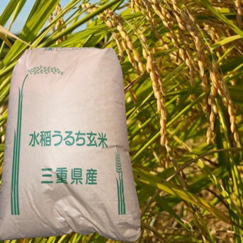 令和7年産ふっくら新米 亀山のコシヒカリ玄米 | 米・穀物/玄米 産直