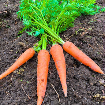 5kg農薬不使用の美味しいニンジン🥕子供が食べる！お酒が進む！簡単に美味しいができる！ｽﾑｰｼﾞｰも！人参　にんじん 5kg（土付き）葉はカットしています 野菜/人参通販