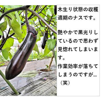 夏野菜セットA トマト、ナス、キュウリ 【朝どれ】 ｜ 野菜/野菜セット