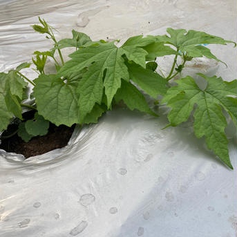 ほろにが🥺にがうり 1.5-2.0kg 野菜/ゴーヤ通販