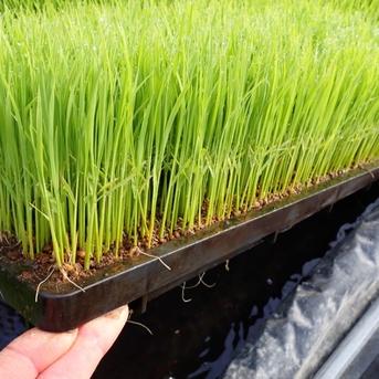 令和7年10月収穫　ヒノヒカリ 玄米 10kg 送料無料 令和7年10月収穫ヒノヒカリ玄米10kg ｜ 米・穀物/玄米 産直アウル 農家
