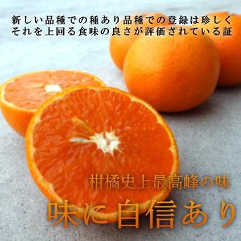 大特価の訳あり品】蜜之望 特大玉サイズ お試し商品 5kg入 ｜ 果物