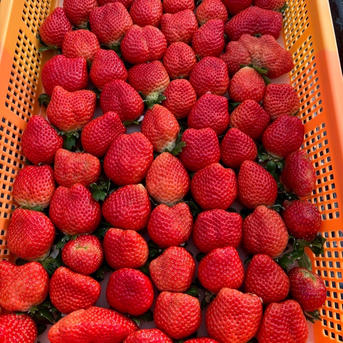 ☆いちご☆ イチゴ様確認用 専用 いちご様 いちご様 いちごページ いちごページ 椿