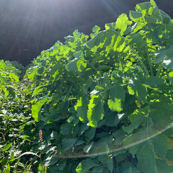 【葉付】青首大根【有機JAS】 8kg 野菜/大根通販