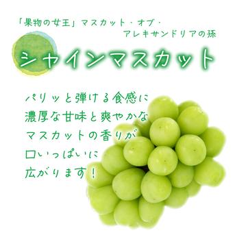 S-2上 花笑み農園　岡山の『シャインマスカット』約２ｋｇ（３～４房）贈答用【9/23～順次発送】 約２ｋｇ 果物/ぶどう通販