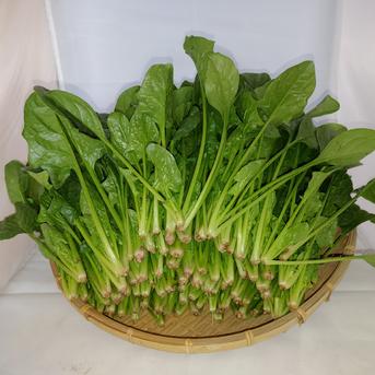 浅野農園の規格外無農薬ほうれん草6kg 6kg 野菜/ほうれん草通販