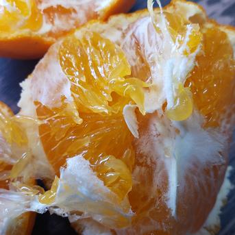 箱込約10㌔ 甘平 | 果物/その他柑橘類 産直アウル 農家から直接野菜