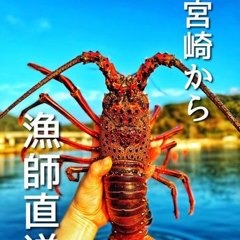 小～極小　イセエビ　【２㎏】 ２㎏　10～16匹 魚介類/エビ通販