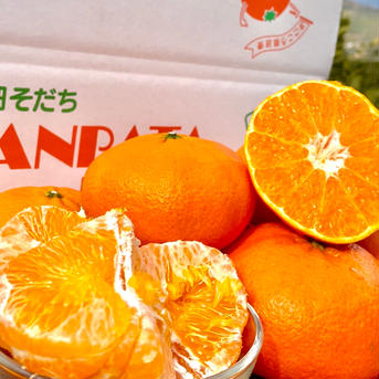 愛媛県産　段畑そだちの「甘平」4キロ　ご家庭用 4キロ 果物/オレンジ・その他みかん通販