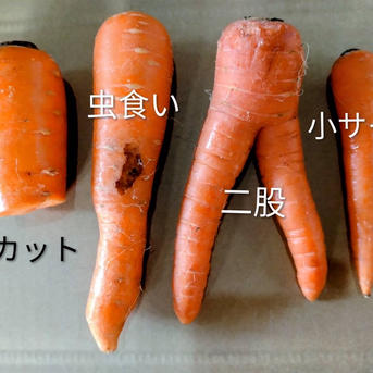 MOA自然農法 訳あり 夏にんじん10kg(箱の重量含む) ｜ 野菜/人参 産直