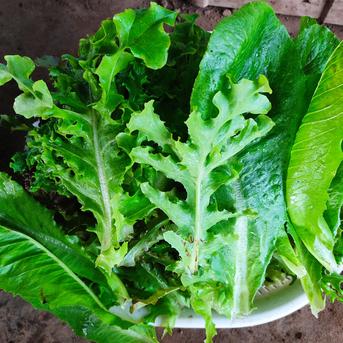 旬のお野菜セット（3～5品）クール便 新鮮野菜3～5品セット 野菜/野菜セット・詰め合わせ通販