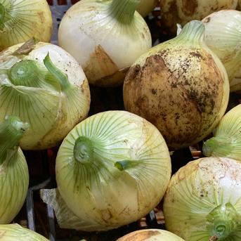 [冷蔵便]7つのお任せ野菜×2倍量！農薬・化学肥料不使用の野菜セット🥬 7つのお任せ×2倍量 野菜/野菜セット・詰め合わせ通販