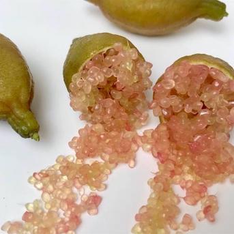 今だけ増量祭り！フィンガーライムおまかせセット 約100g ｜ 果物/香酸