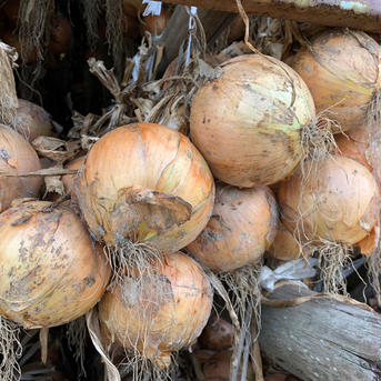甘さバツグン❗️自然乾燥淡路島産玉ねぎ(5㎏) 5Kg 野菜/玉ねぎ通販