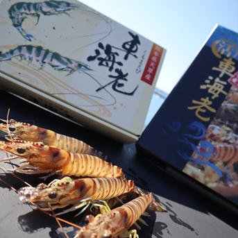 【-極-】特大サイズ！活き車海老 1kg（25尾前後）食べ応え抜群！活きたままお届け 特大1kg（25尾前後） 魚介類/エビ通販