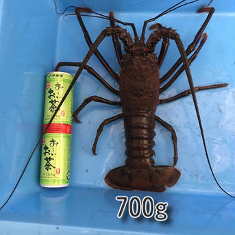 限定値下げ　訳あり活伊勢海老　大1キロ（2〜3匹） 大1キロ（2〜3匹） 魚介類/エビ通販